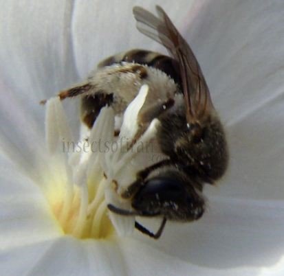 Lasioglossum calceatum -7