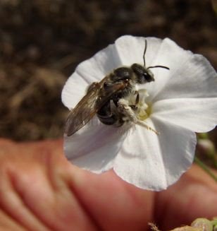 Lasioglossum calceatum -8