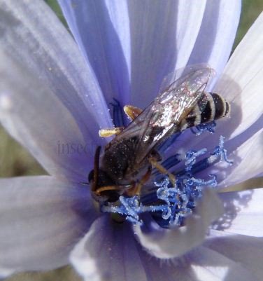 Halictus  scabiosae -2