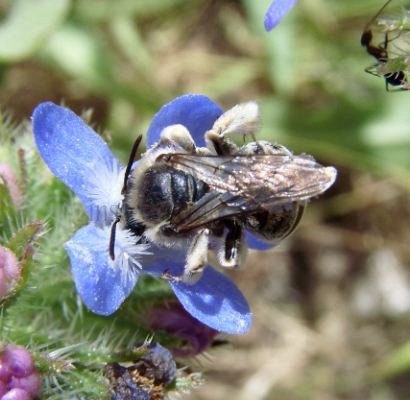Lasioglossum discum -1