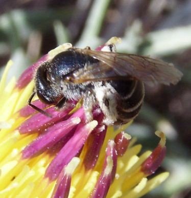 Lasioglossum discum-2
