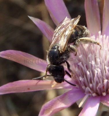Lasioglossum elegans