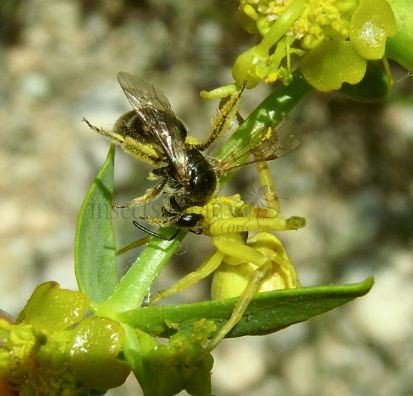 Lasioglossum fratellum-1
