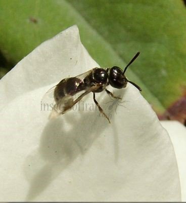 Lasioglossum fratellum-2