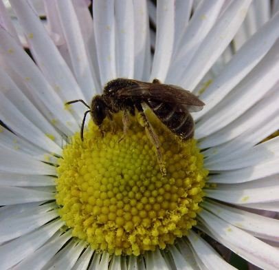 Lasioglossum fulvicorne -2