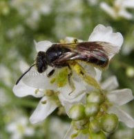 Lasioglossum fulvicorne -6