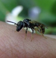 Lasioglossum laevigatum-1