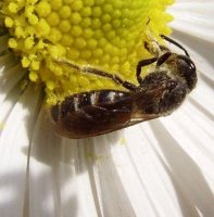 Lasioglossum laevigatum-2