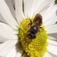 Lasioglossum laevigatum-3