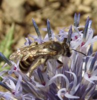 Lasioglossum lativentre