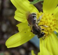 Lasioglossum leucozonium -1