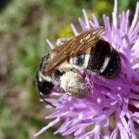 Lasioglossum leucozonium -2