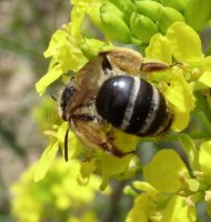 Lasioglossum leucozonium -5
