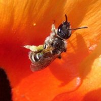 Lasioglossum leucozonium -6