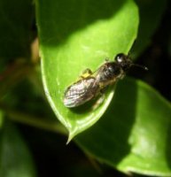 Lasioglossum politum -2