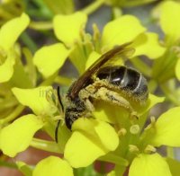 Lasioglossum prasinum -3