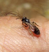 Lasioglossum semilucens -2