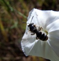 Lasioglossum sexnotatum -1