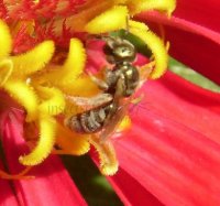 Halictus confusus -2