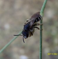 lasioglossum sexstrigatum-1