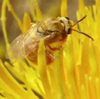 Lasioglossum sp-3