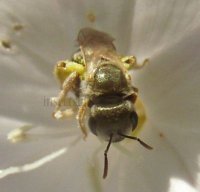 Lasioglossum sp-8