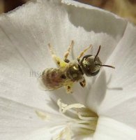 Halictus confusus -3