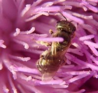 Halictus confusus -4