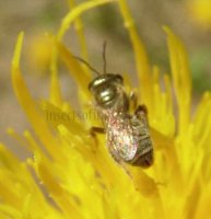 Halictus kessleri -1