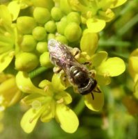 Halictus kessleri -2