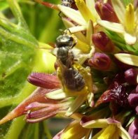 Halictus kessleri -3