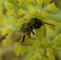 Halictus kessleri -5