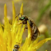 Halictus kessleri -6