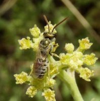Halictus leucaheneus