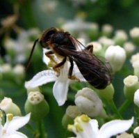 Halictus rubicundus -5
