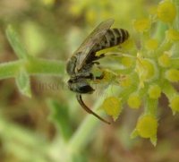 Halictus sexcinctus -3