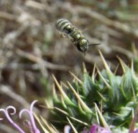 Halictus tumulorum -5