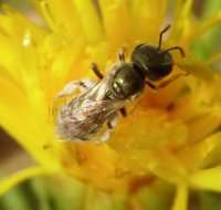 Lasioglossum  incompletum-1