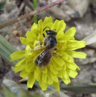 Lasioglossum bluethgeni -2
