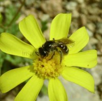 Lasioglossum bluethgeni -3