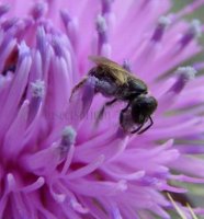 Lasioglossum fulvicorne -1