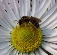 Lasioglossum fulvicorne -2
