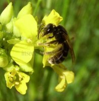 Lasioglossum fulvicorne -3