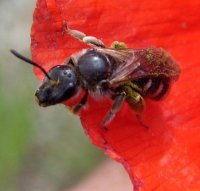 Lasioglossum fulvicorne -4