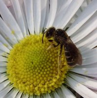 Lasioglossum fulvicorne -5