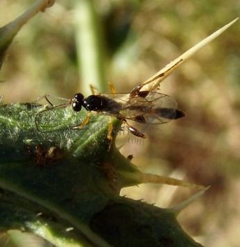 Acrolyta rufocincta-1