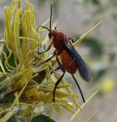 Ichneumonidae-7