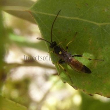 Ichneumoninae sp-7