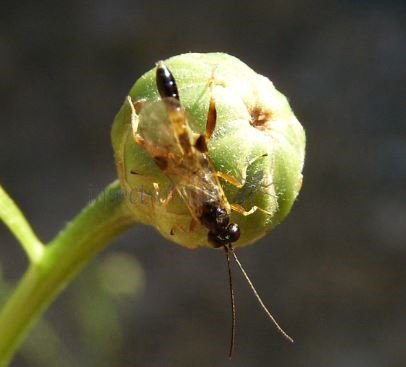 Ichneumoninae sp-9