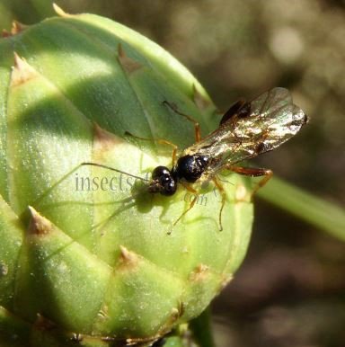 Ichneumoninae sp-10